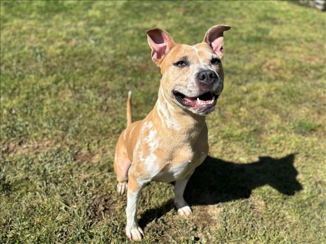 GIANNA, Adoptable, Adult Female Pit Bull Terrier.