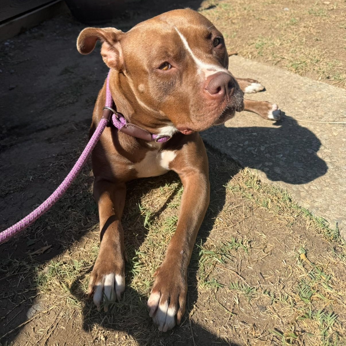 Enlarge Mocca, a Adoptable American Staffordshire Terrier in Marina del Rey, CA image 2/6