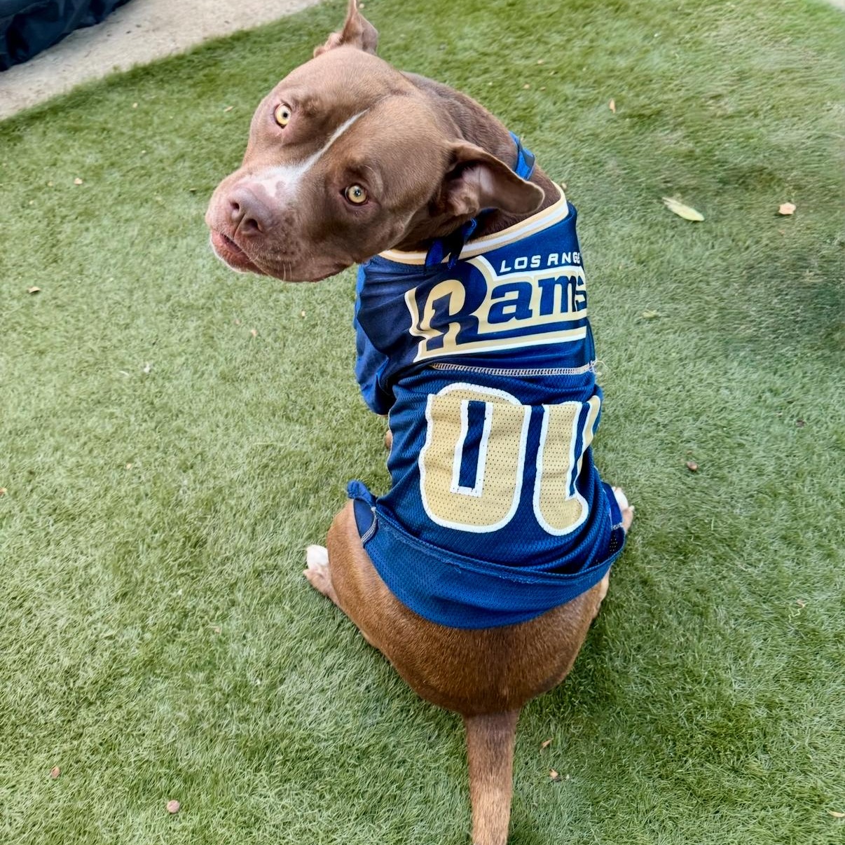 Mocca, Adoptable, Young Female American Staffordshire Terrier.