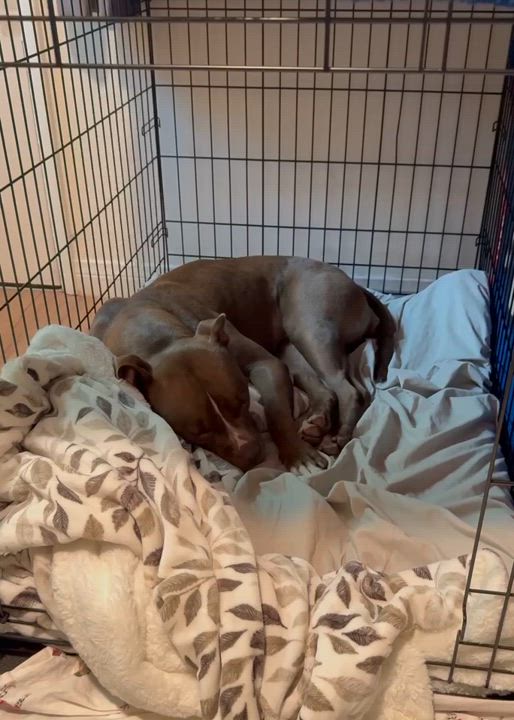 Enlarge Mocca, a Adoptable American Staffordshire Terrier in Marina del Rey, CA video 5/6