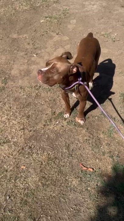 Enlarge Mocca, a Adoptable American Staffordshire Terrier in Marina del Rey, CA video 6/6