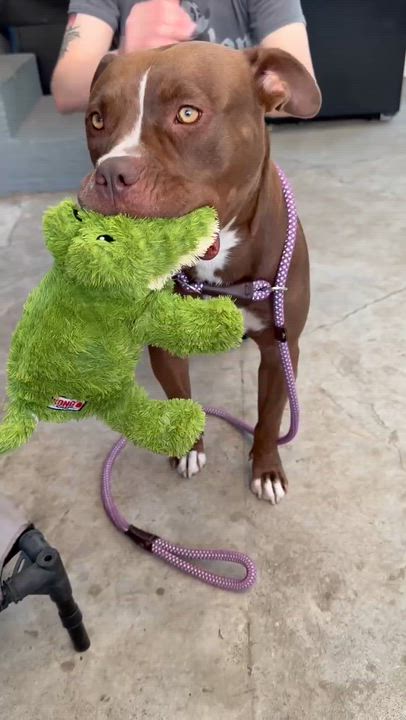 Enlarge Mocca, a Adoptable American Staffordshire Terrier in Marina del Rey, CA video 3/6