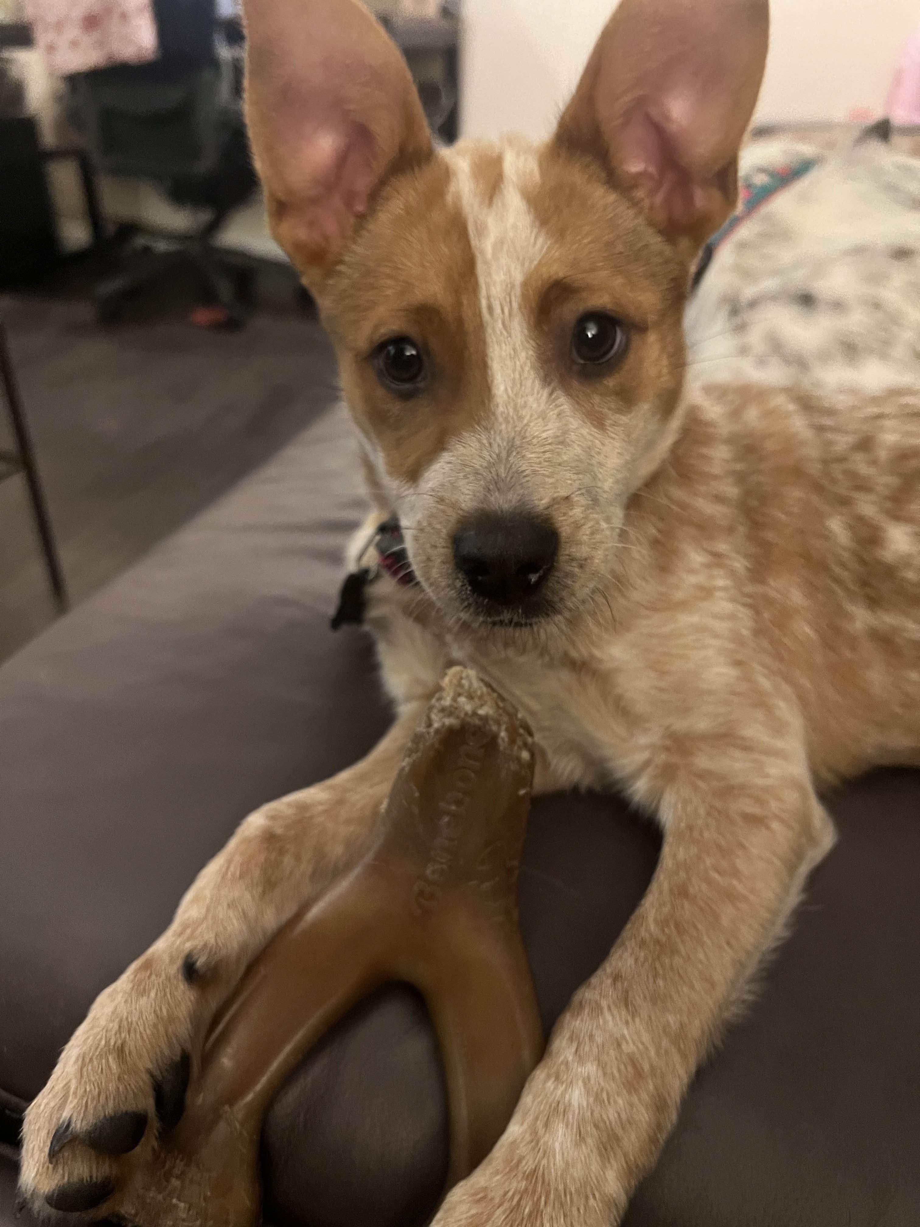 Nanaimo (Kirkland, WA), Adoptable, Young Female Australian Cattle Dog / Blue Heeler & Cattle Dog.