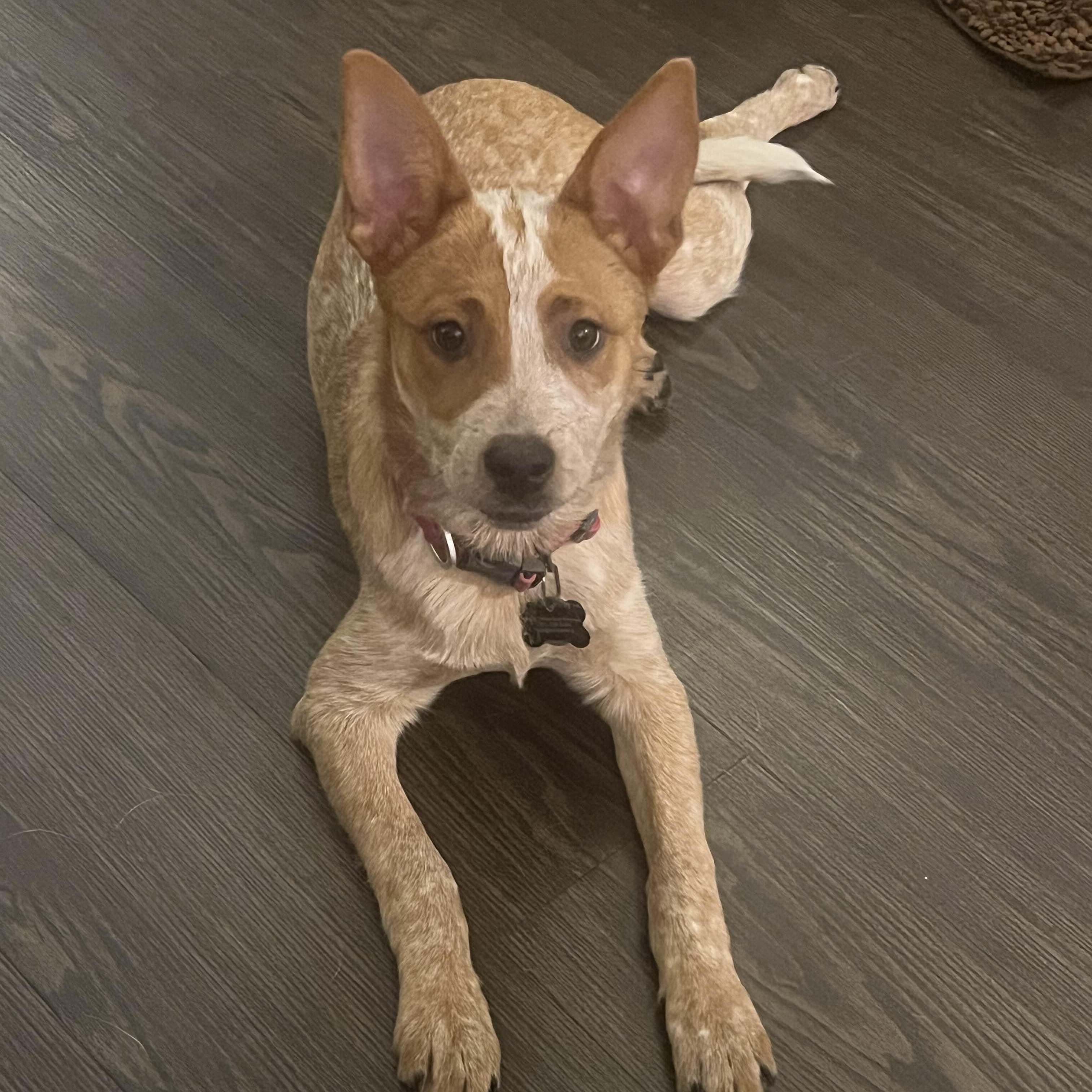 Enlarge Nanaimo (Kirkland, WA), a Adoptable mixed breed in Mount Vernon, WA image 2/4