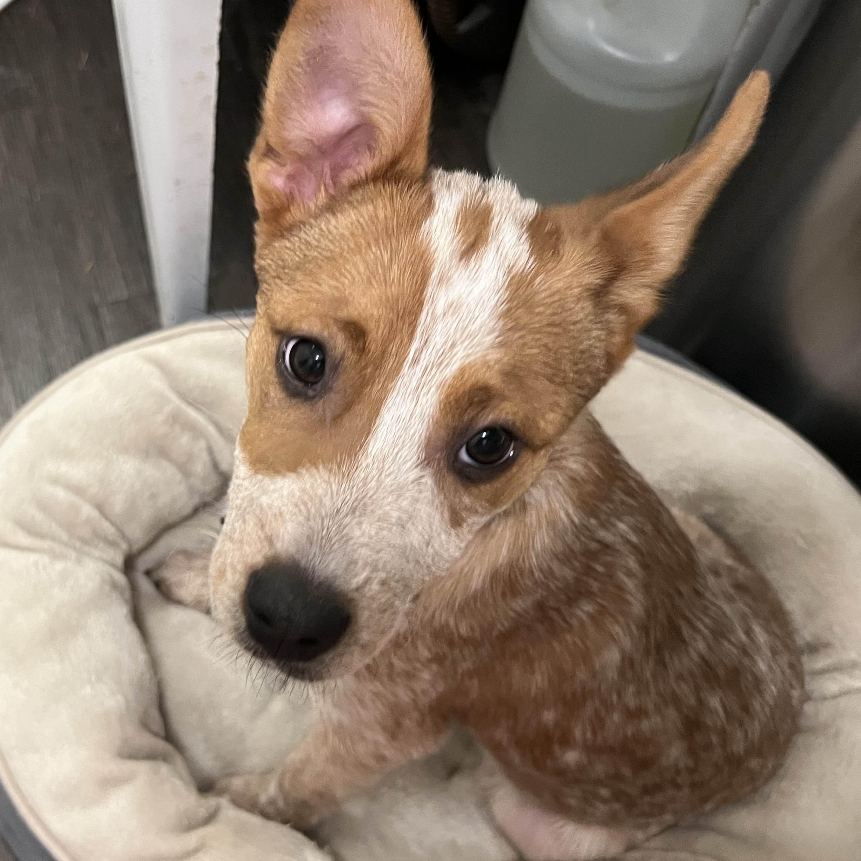 Enlarge Nanaimo (Kirkland, WA), a Adoptable mixed breed in Mount Vernon, WA image 3/4