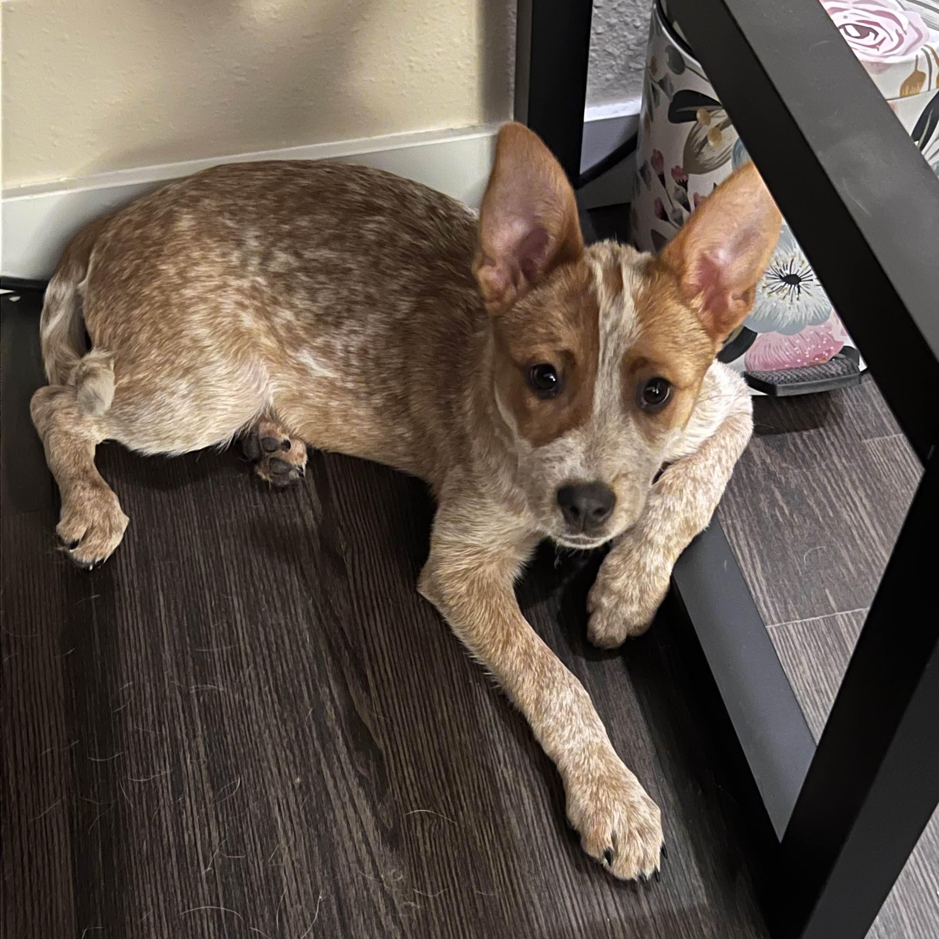 Enlarge Nanaimo (Kirkland, WA), a Adoptable mixed breed in Mount Vernon, WA image 4/4