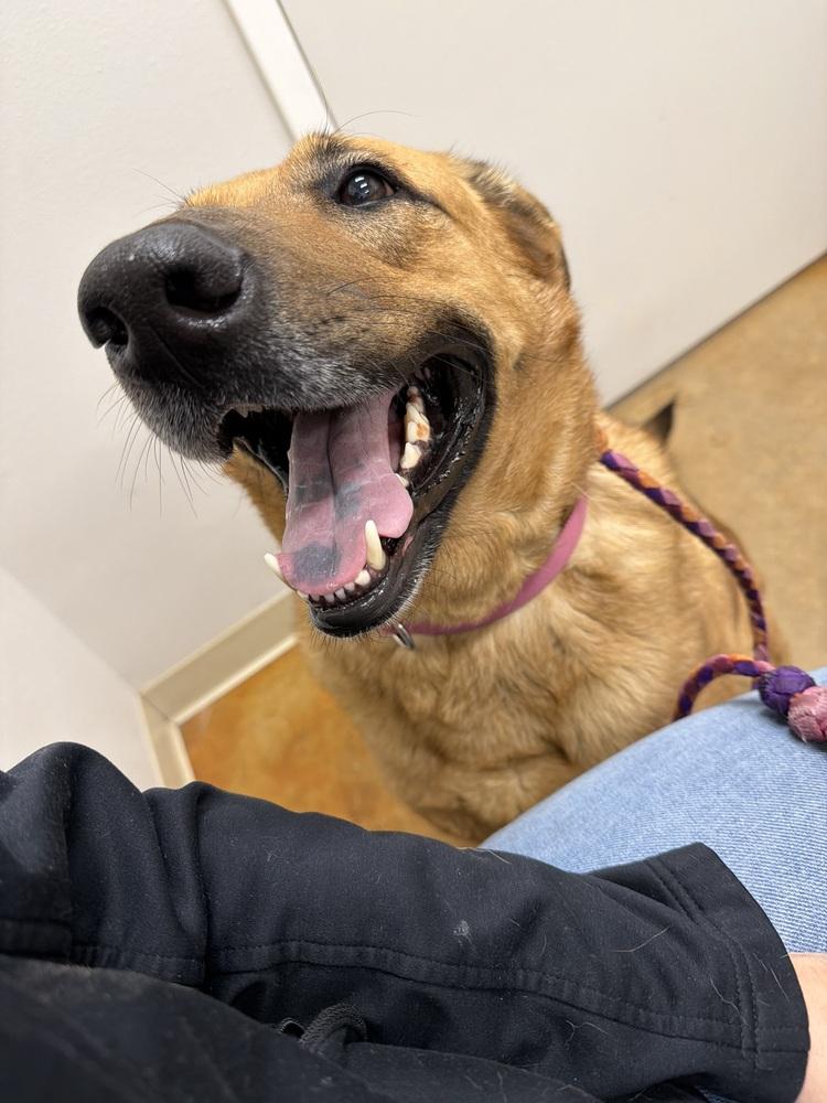 Nela, Adopted, Adult Female Shepherd & Labrador Retriever.