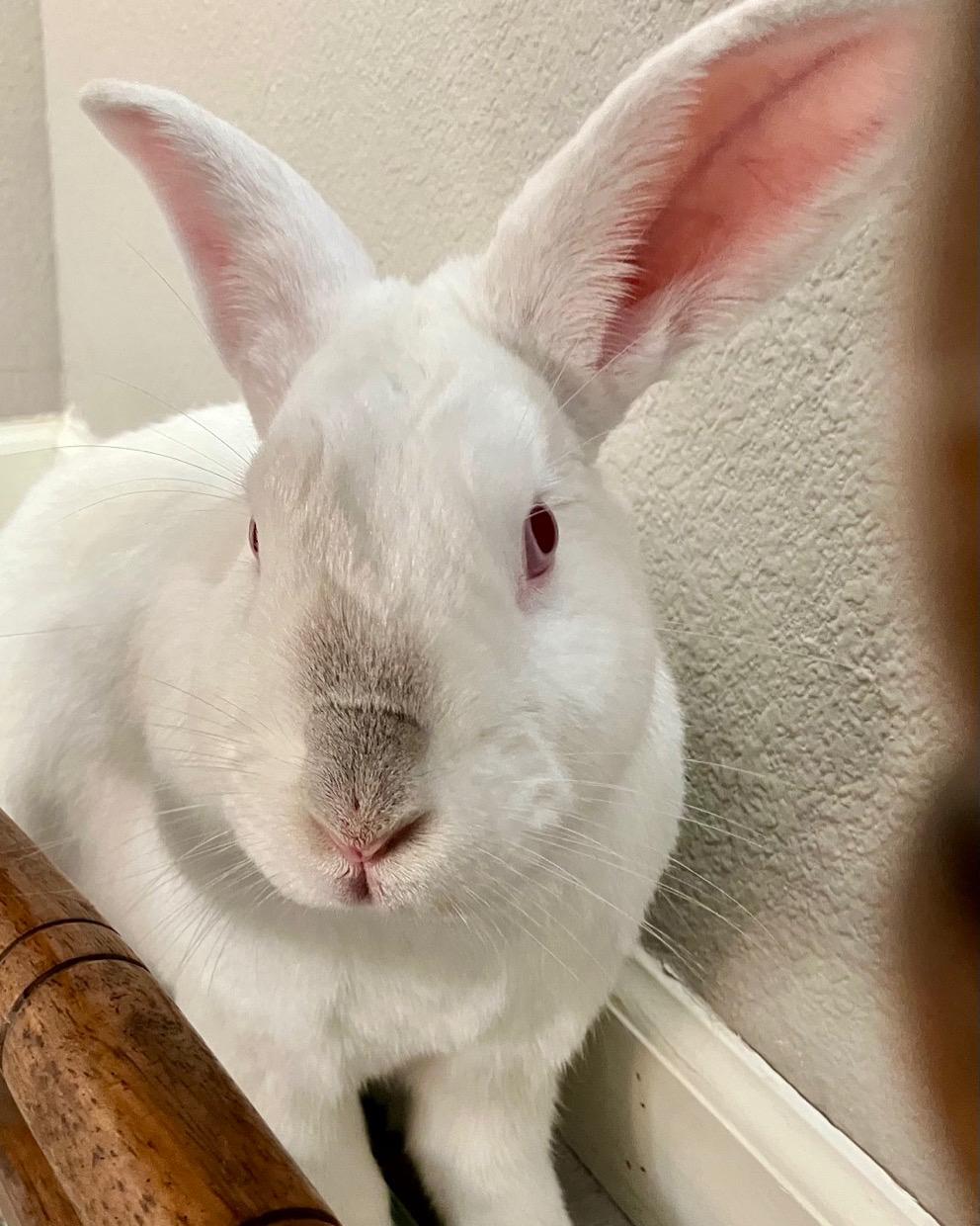 Benson, Adoptable, Adult Male Bunny Rabbit.