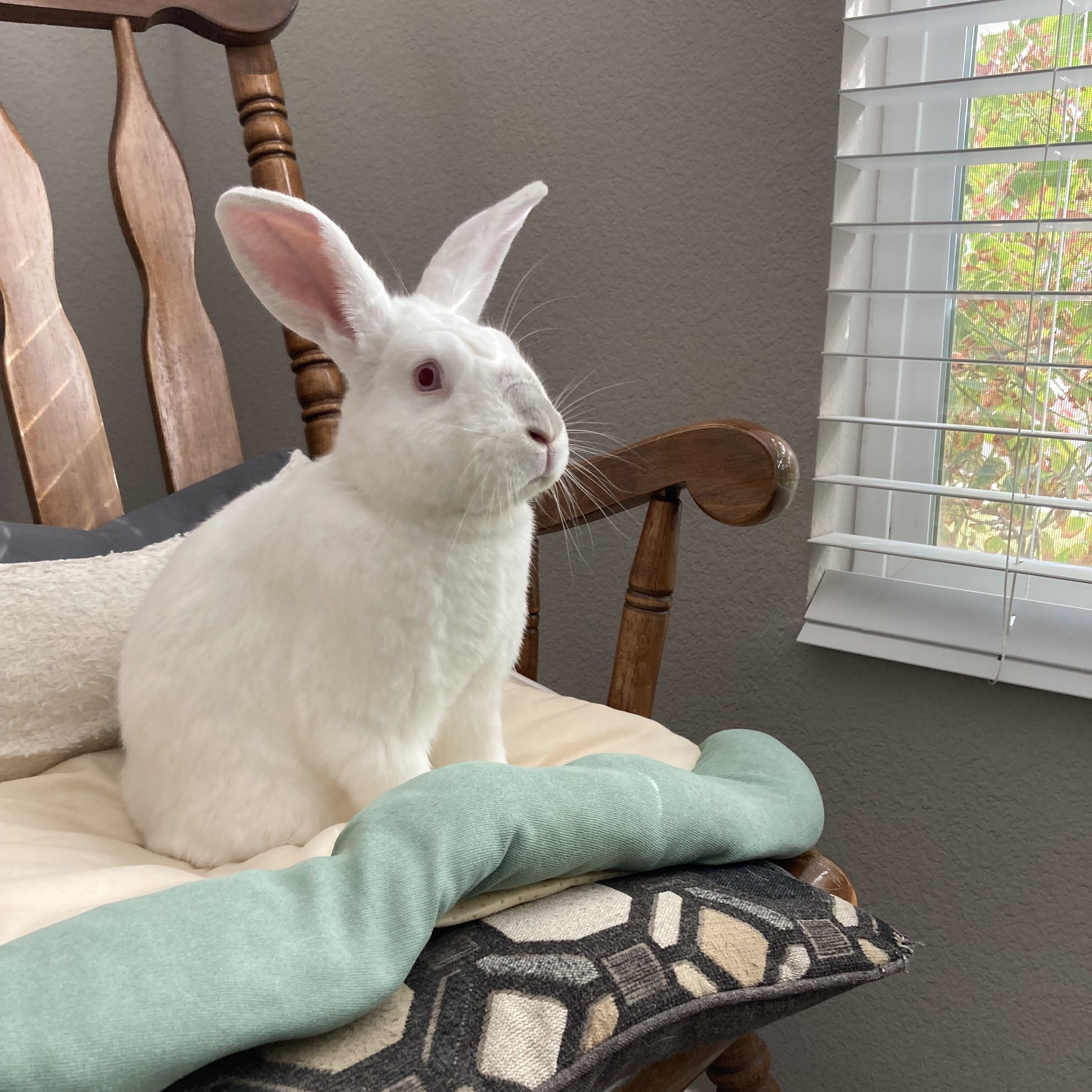 Benson, a Adoptable mixed breed in San Jose, CA image 5/5