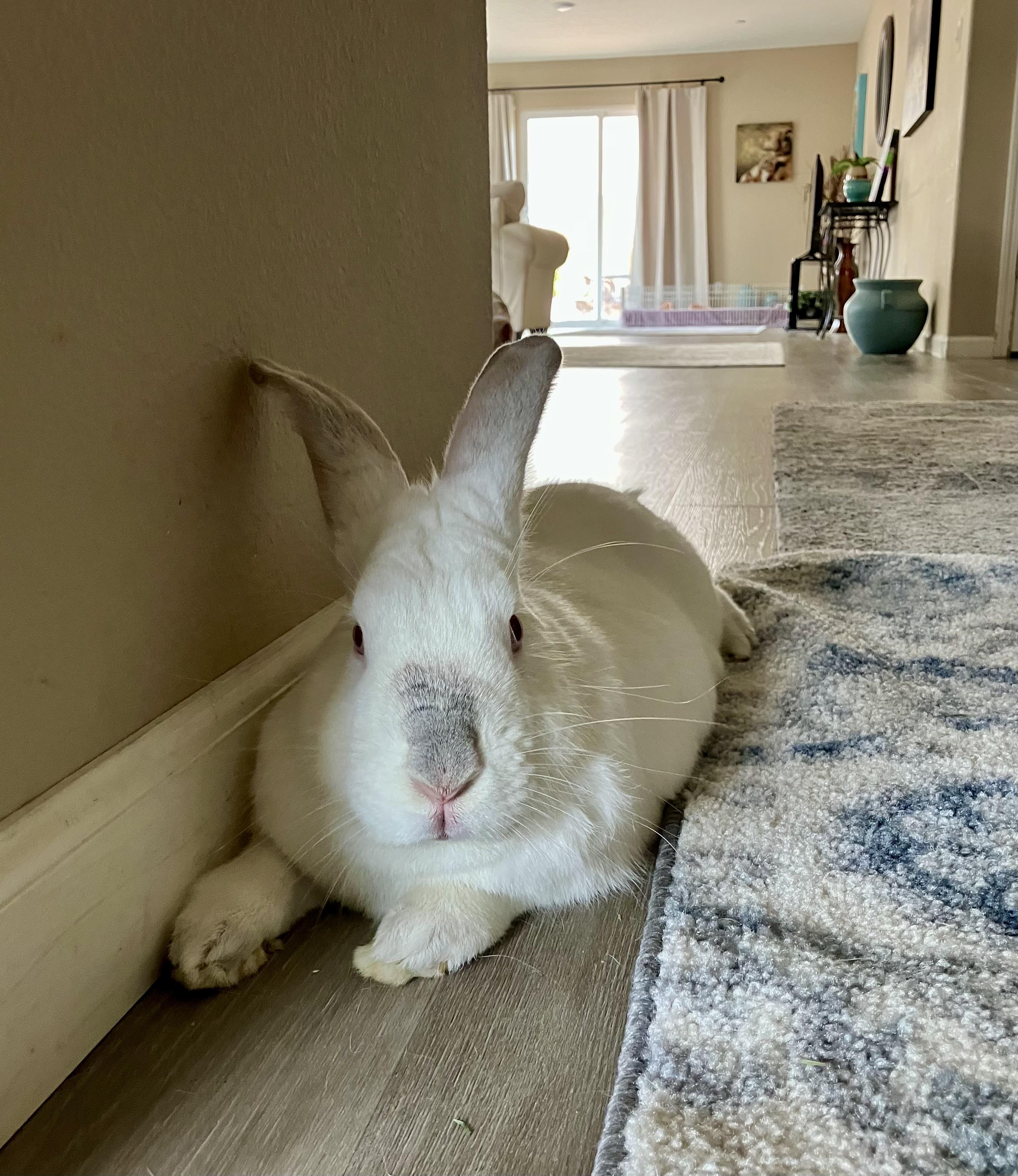Benson, Adoptable, Adult Male Bunny Rabbit.