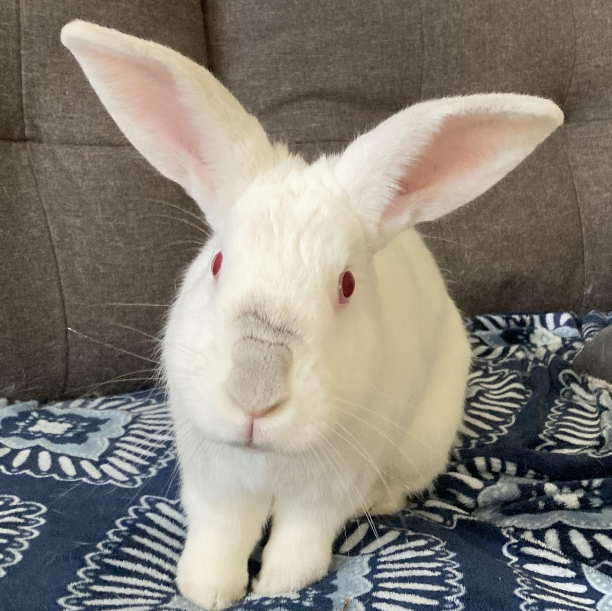 Benson, a Adoptable mixed breed in San Jose, CA image 4/5