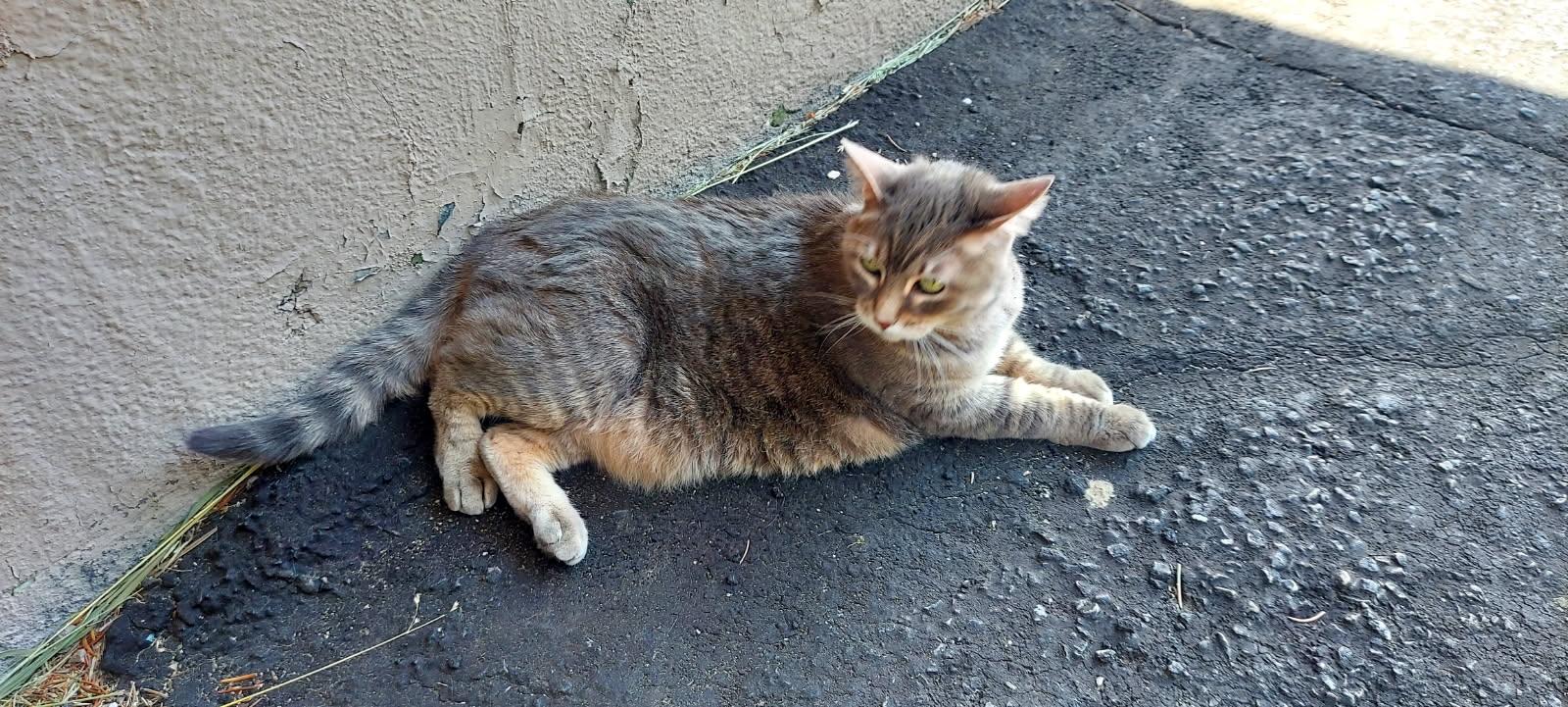 **Courtesy Listing** Stripes, an adoptable Domestic Short Hair in Jackson, WY, 83002 | Photo Image 2