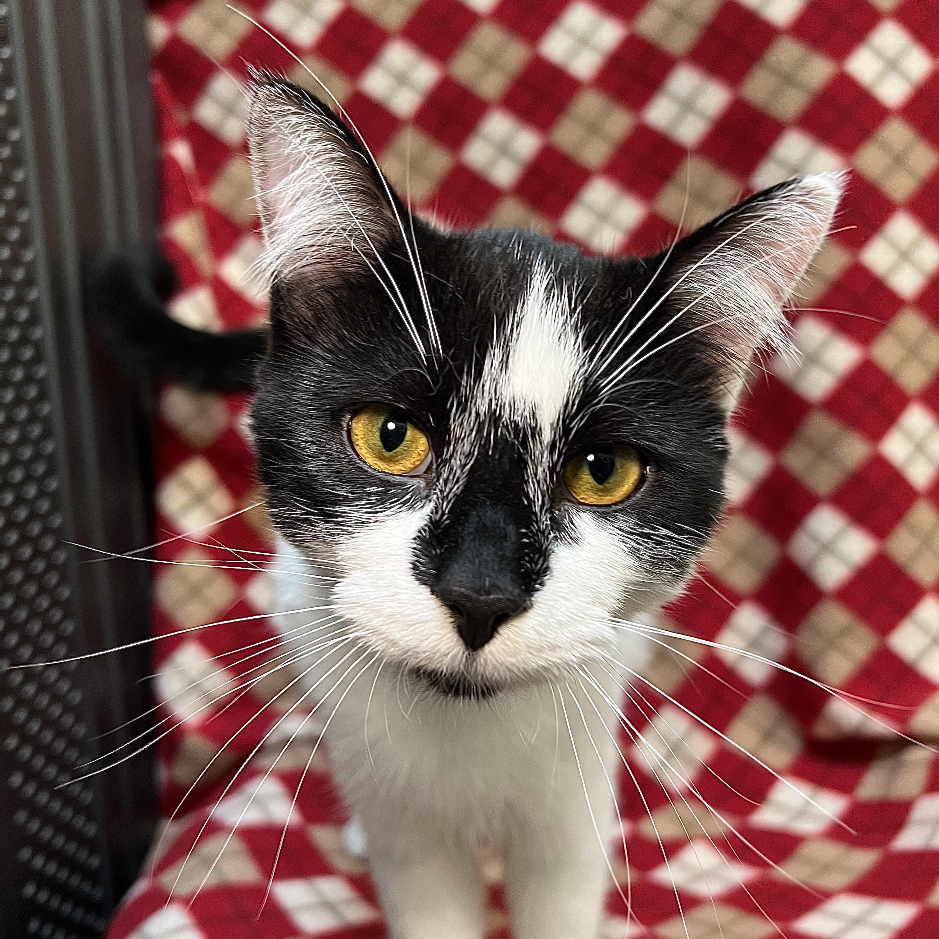 Enlarge Tasha & Ryker (bonded pair), a ADOPTABLE Domestic Short Hair in Fairmont, MN image 2/6