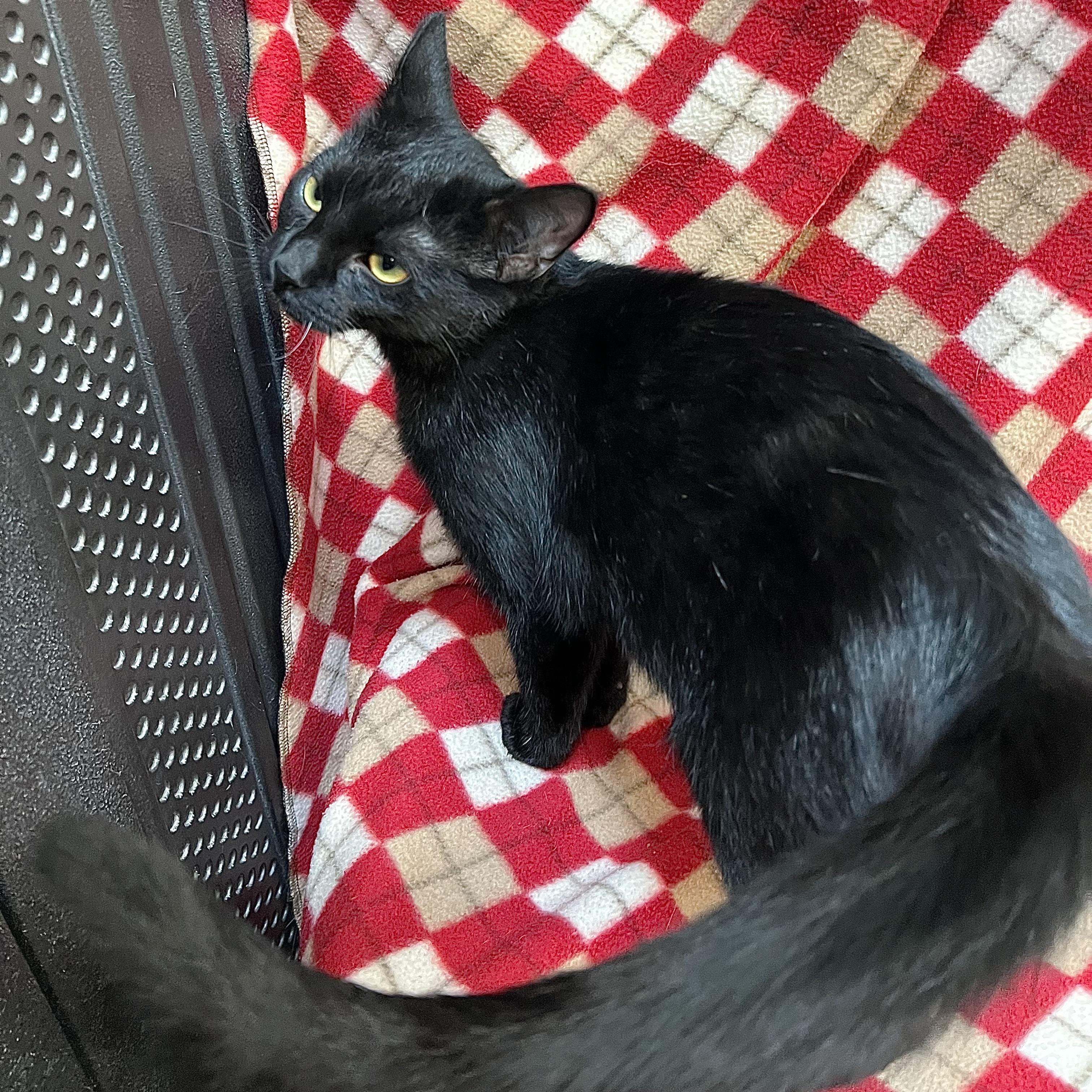Enlarge Tasha & Ryker (bonded pair), a ADOPTABLE Domestic Short Hair in Fairmont, MN image 5/6