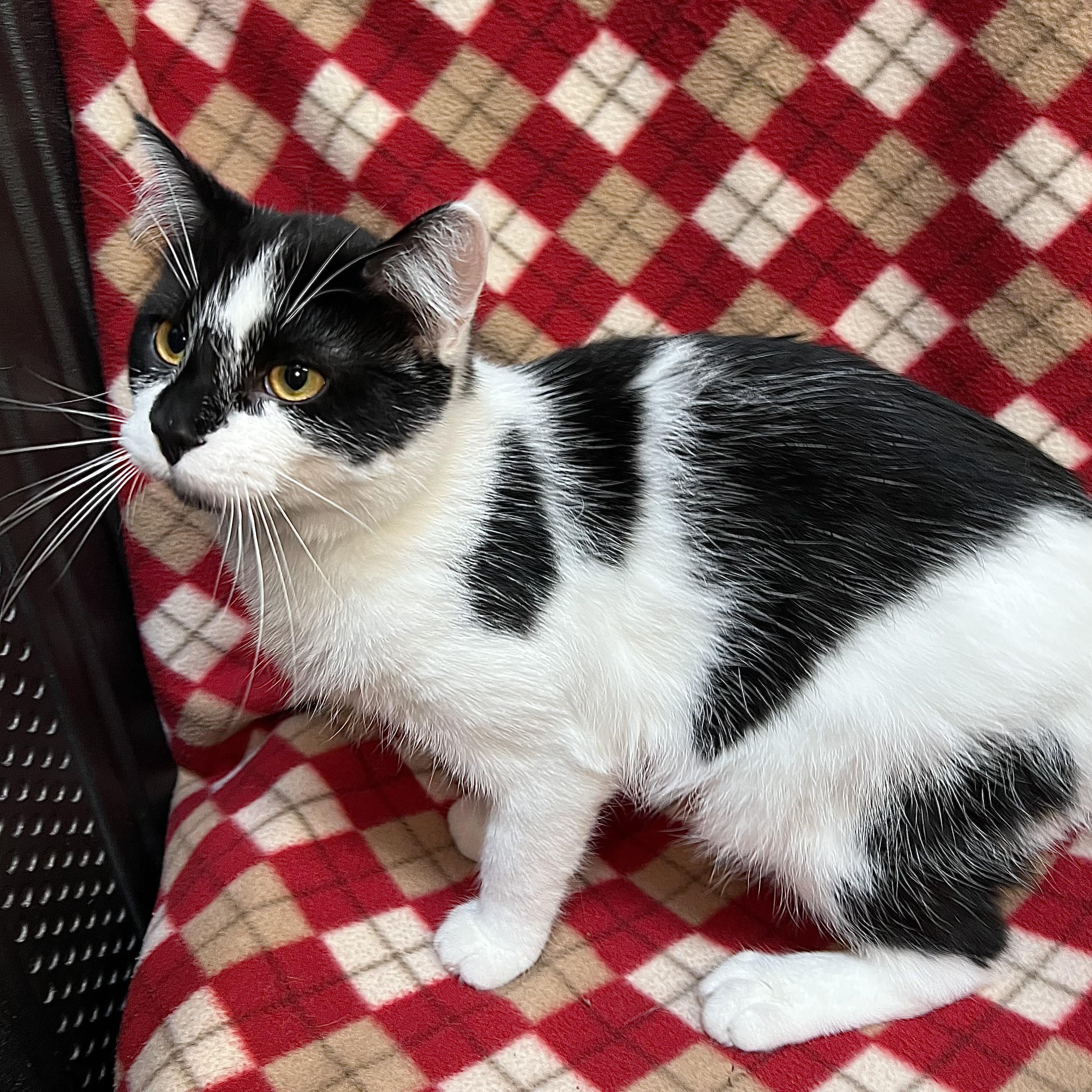 Enlarge Tasha & Ryker (bonded pair), a ADOPTABLE Domestic Short Hair in Fairmont, MN image 6/6