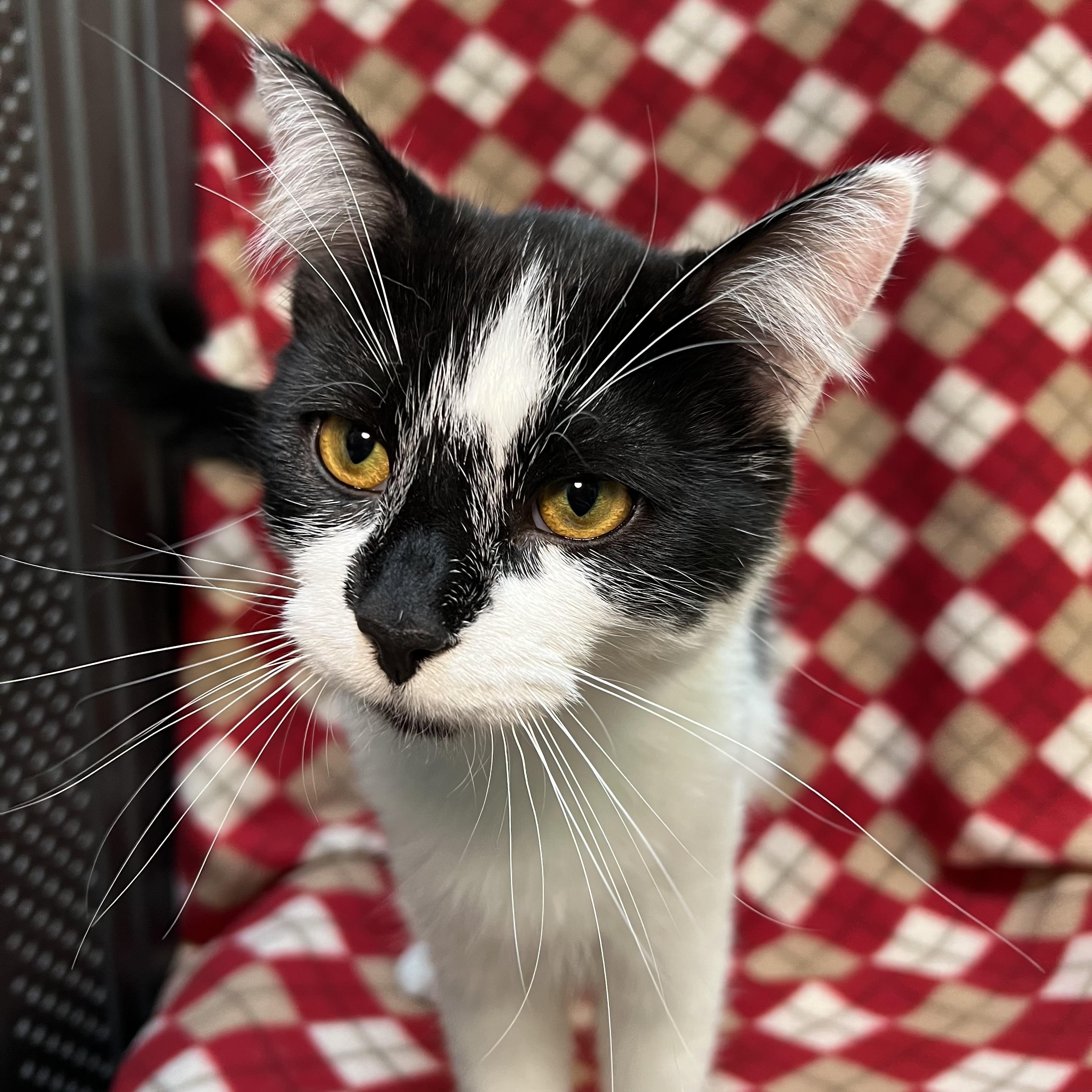 Enlarge Tasha & Ryker (bonded pair), a ADOPTABLE Domestic Short Hair in Fairmont, MN image 4/6