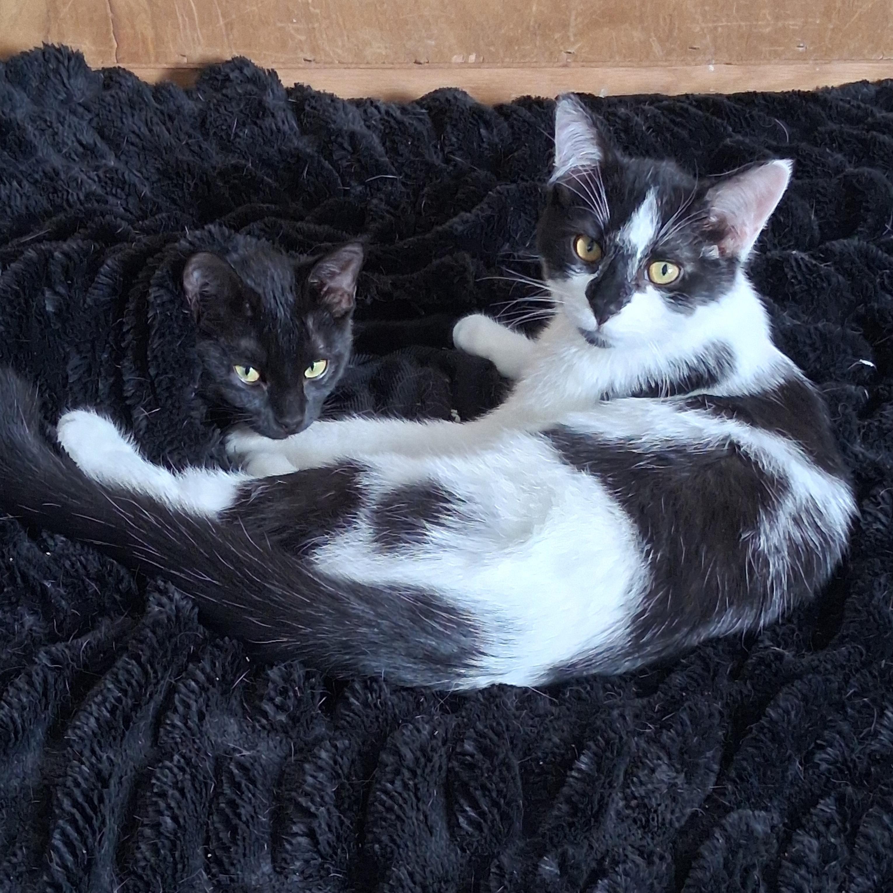 Tasha & Ryker (bonded pair), ADOPTABLE, Kitten Female Domestic Short Hair.
