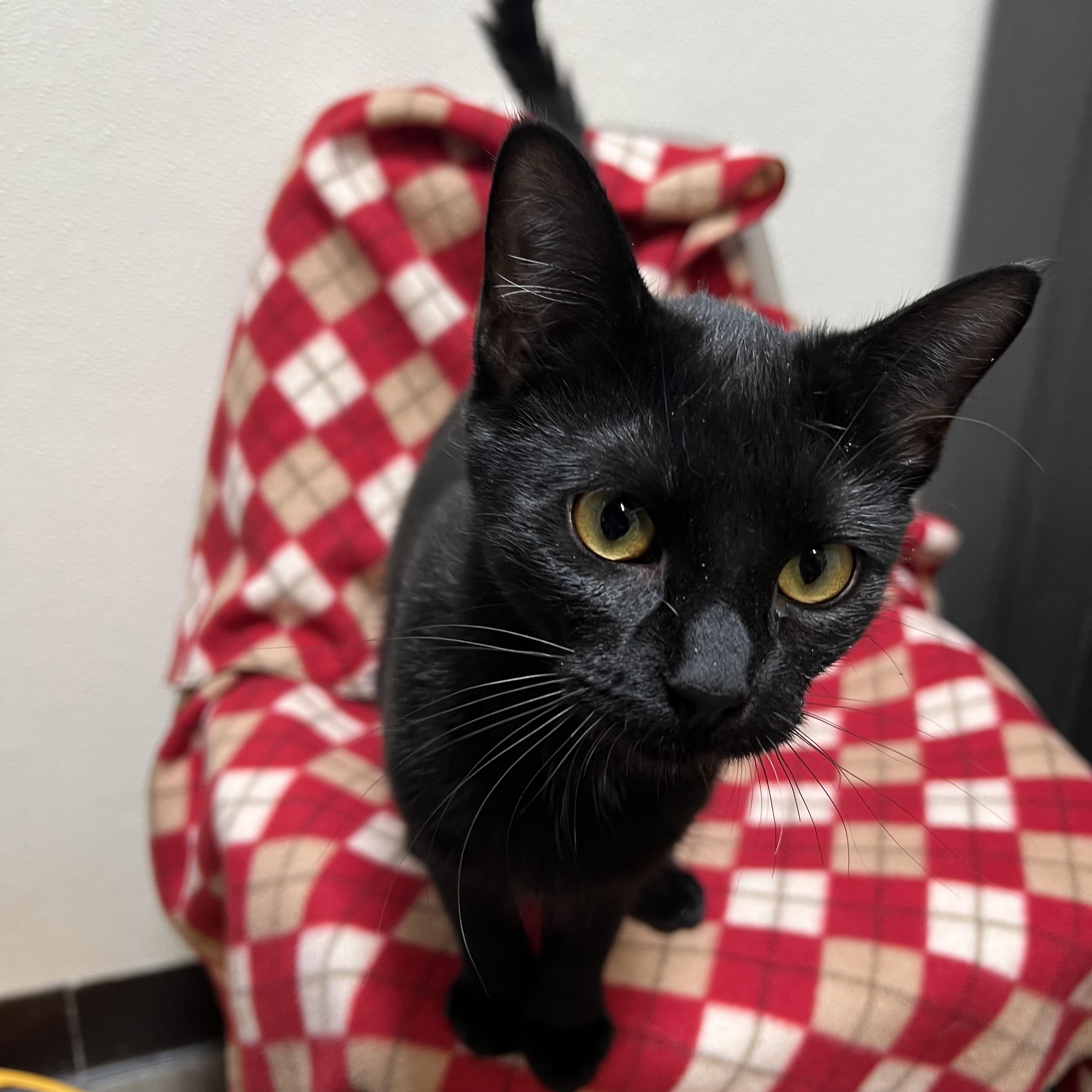 Enlarge Tasha & Ryker (bonded pair), a ADOPTABLE Domestic Short Hair in Fairmont, MN image 3/6