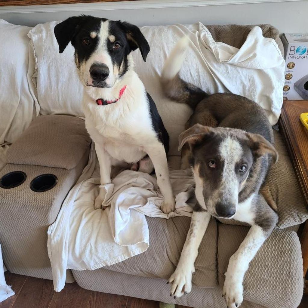 Enlarge Smokey, a Adoptable German Shepherd Dog in Tomball, TX image 1/6