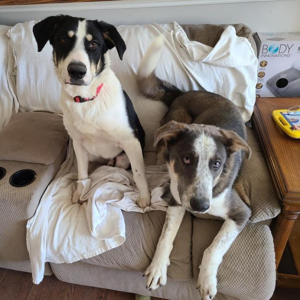 Enlarge Smokey, a Adoptable German Shepherd Dog in Tomball, TX image 2/6