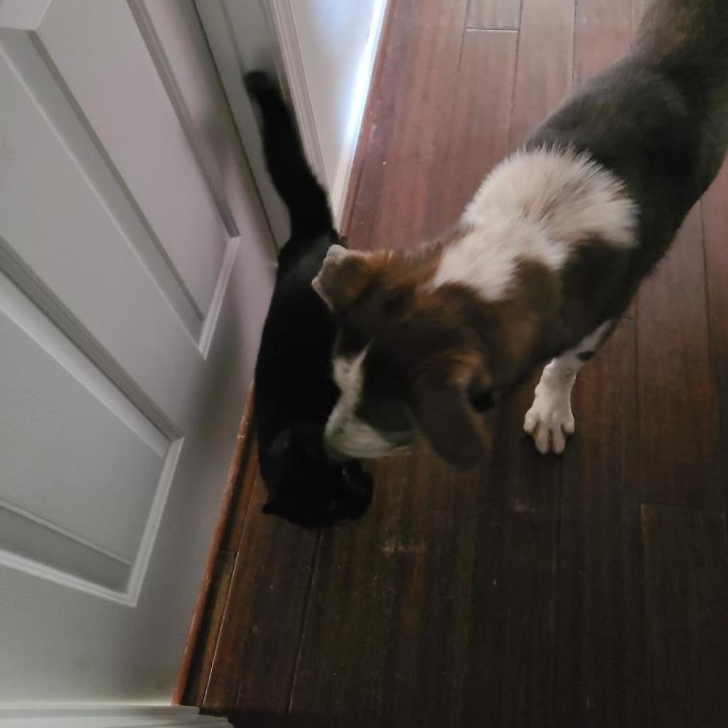 Enlarge Smokey, a Adoptable German Shepherd Dog in Tomball, TX image 3/6