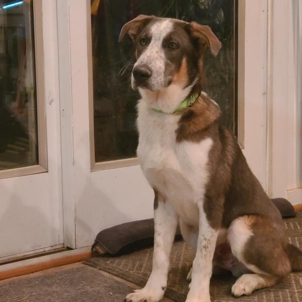 Enlarge Smokey, a Adoptable German Shepherd Dog in Tomball, TX image 4/6