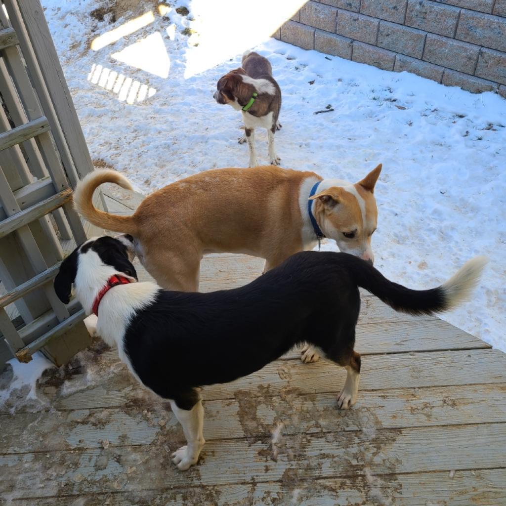 Enlarge Smokey, a Adoptable German Shepherd Dog in Tomball, TX image 6/6