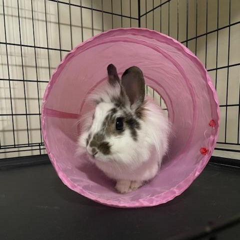 Enlarge TULOOLAH, a Adoptable Lionhead in Hamilton, NJ image 4/4