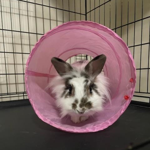 Enlarge TULOOLAH, a Adoptable Lionhead in Hamilton, NJ image 2/4