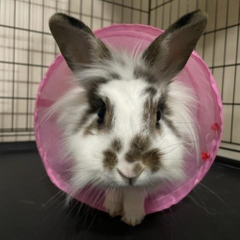 Enlarge TULOOLAH, a Adoptable Lionhead in Hamilton, NJ image 1/4