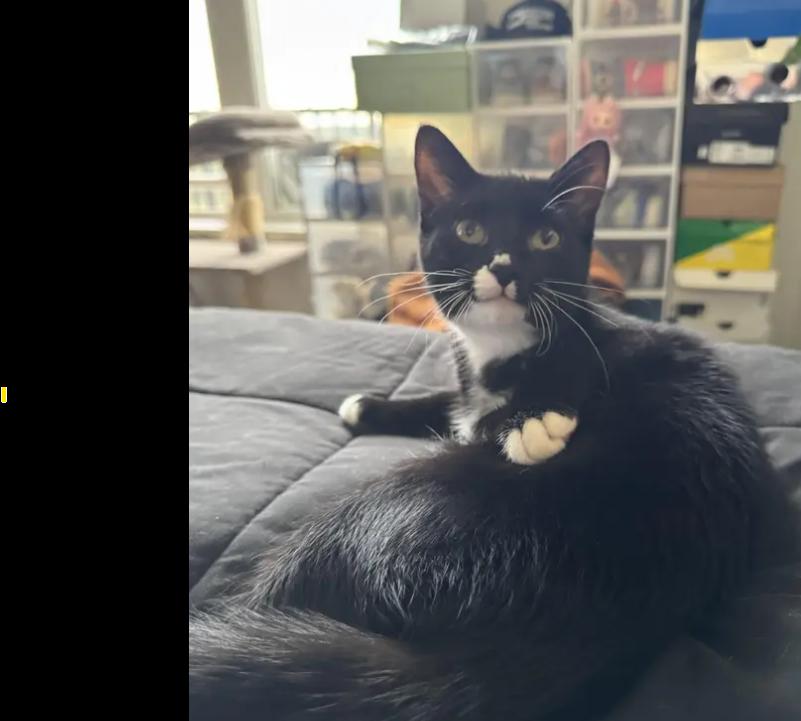 Enlarge Ducky, a Adoptable Domestic Short Hair in Sartell, MN image 1/3