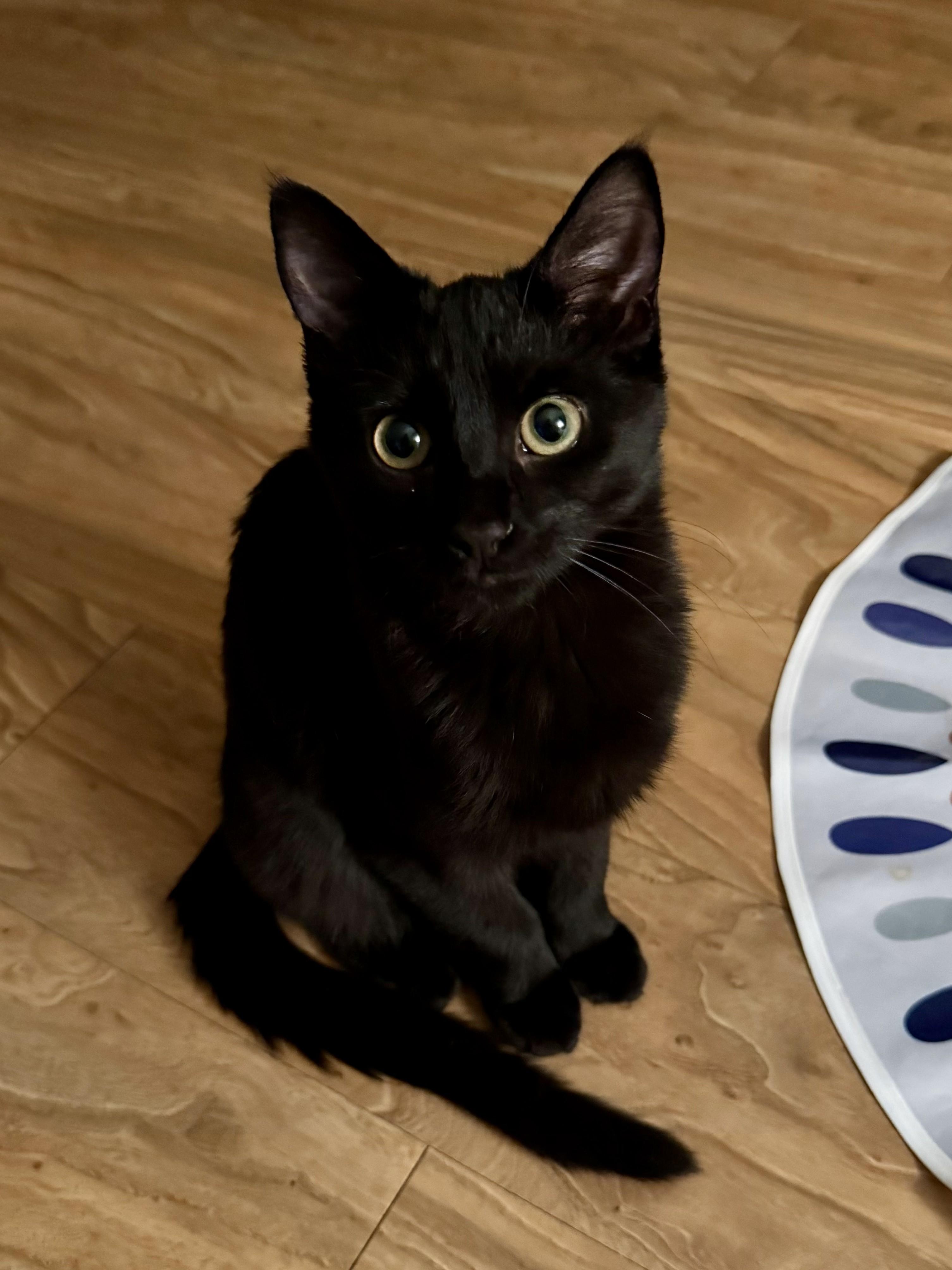 Enlarge Ducky, a Adoptable Domestic Short Hair in Sartell, MN image 3/3