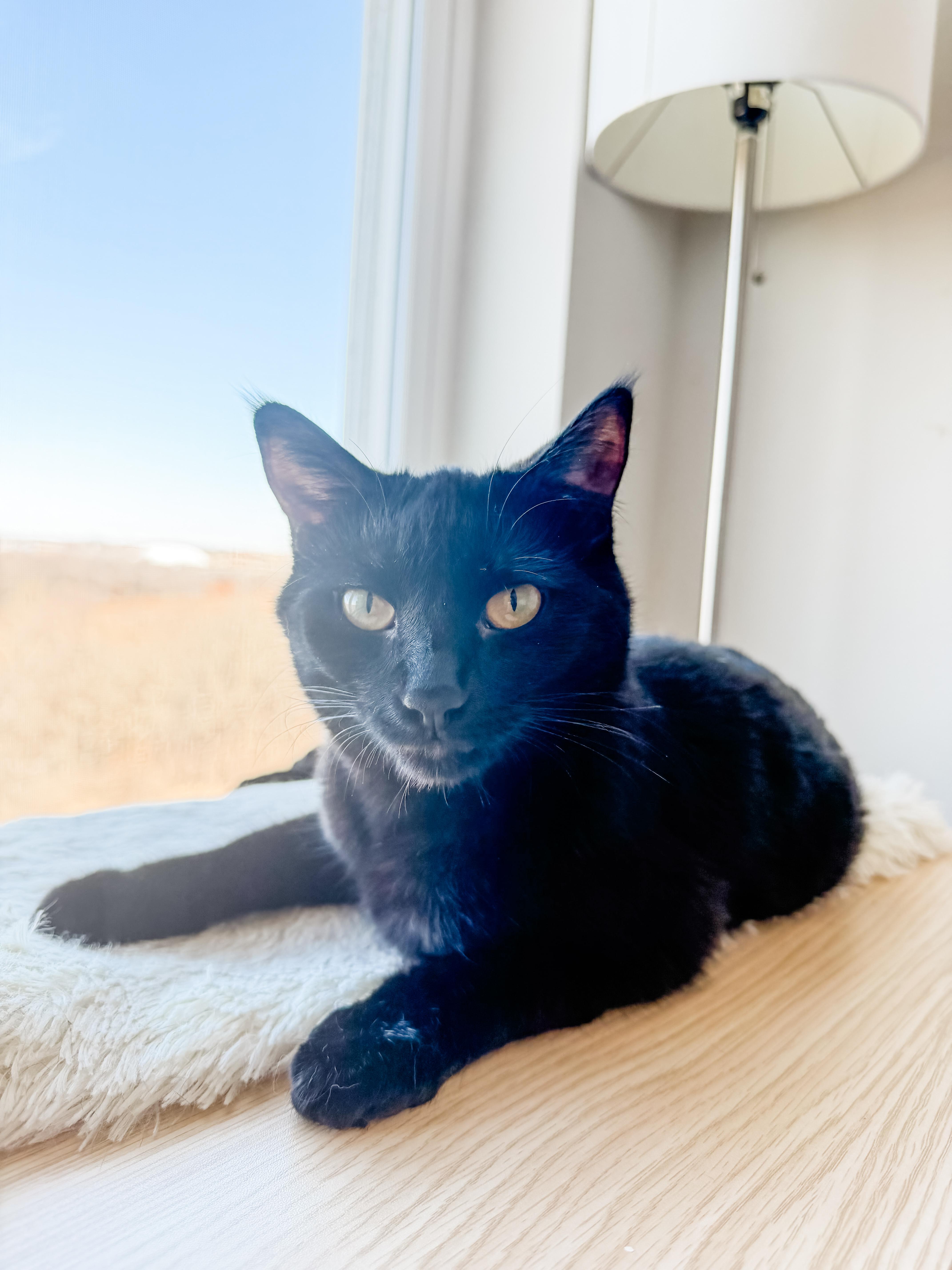 Ducky, Adoptable, Young Female Domestic Short Hair.