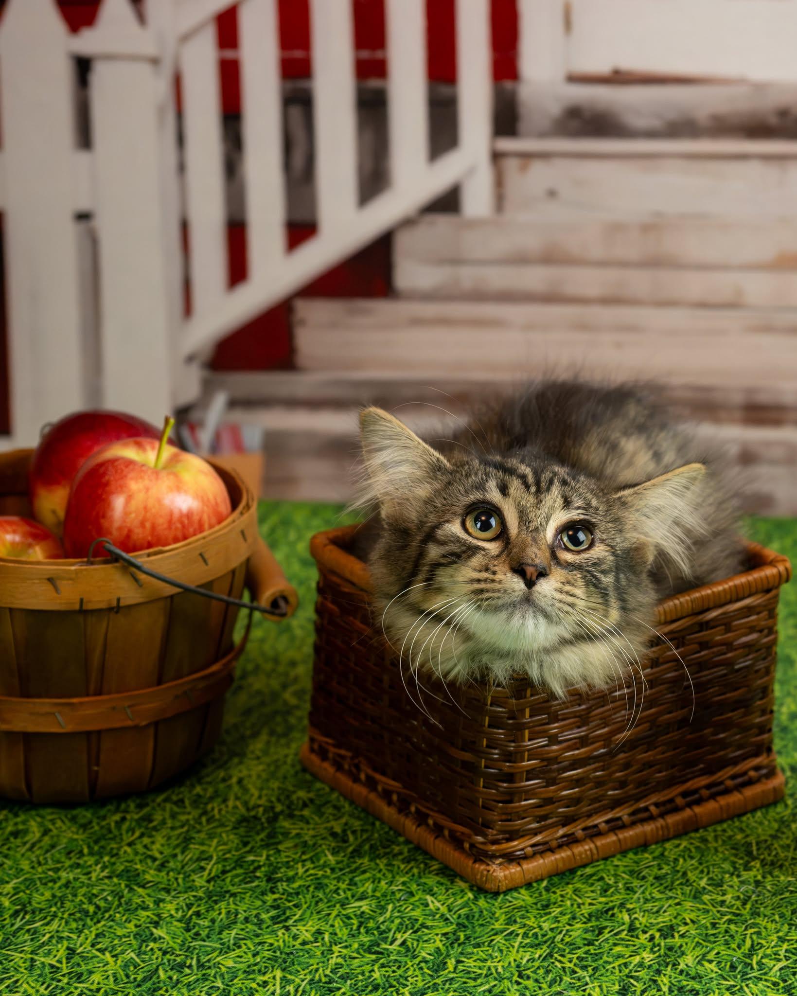 Sweeney, Adoptable, Kitten Female Domestic Medium Hair.