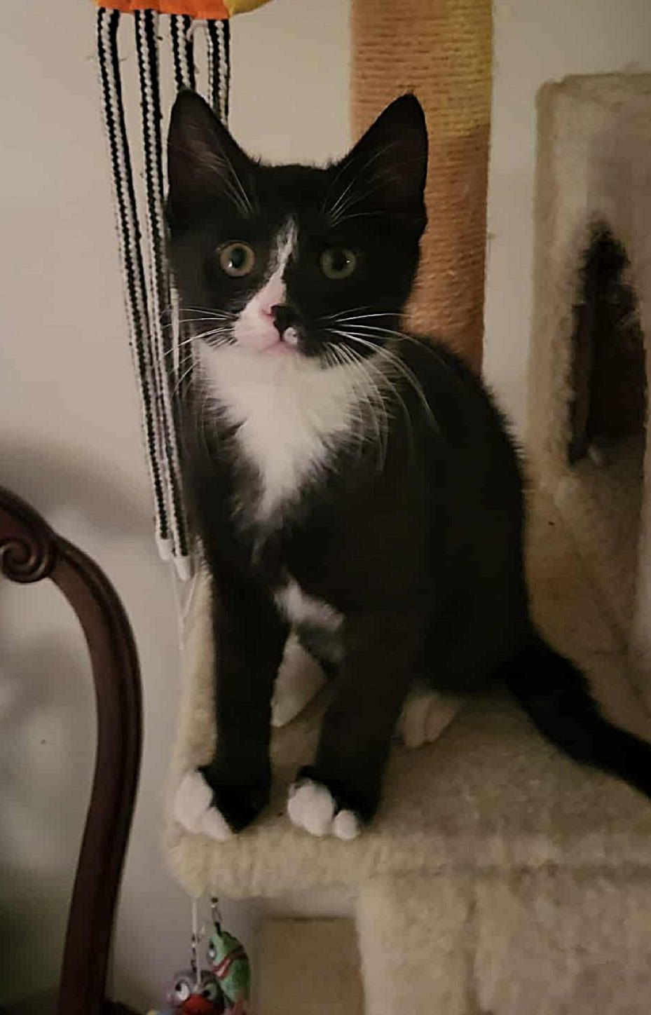 Shadow, adopted, Kitten Male Domestic Short Hair.