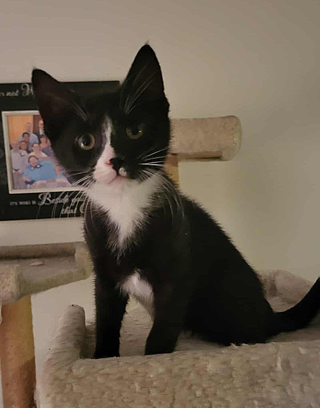 Enlarge Shadow, an adopted Domestic Short Hair in Whitehall, PA image 2/2