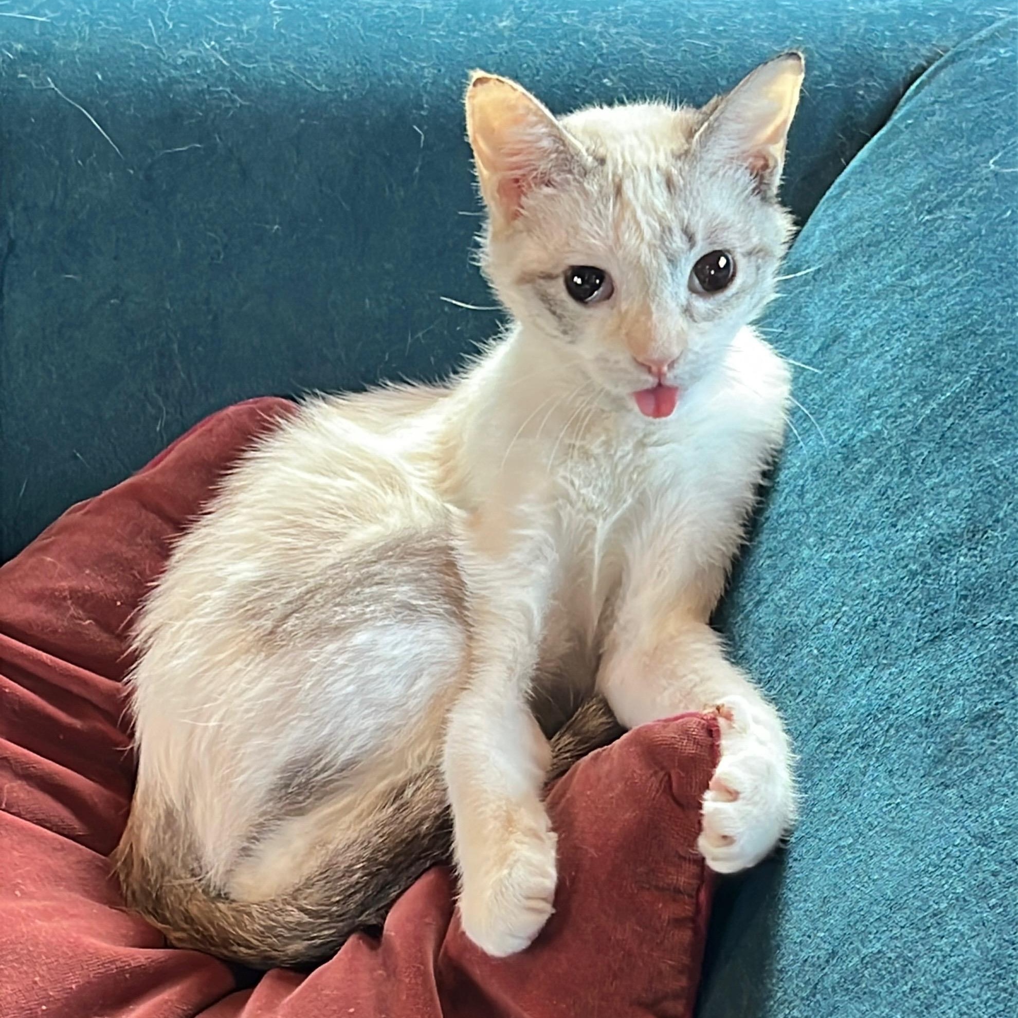Marshmallow