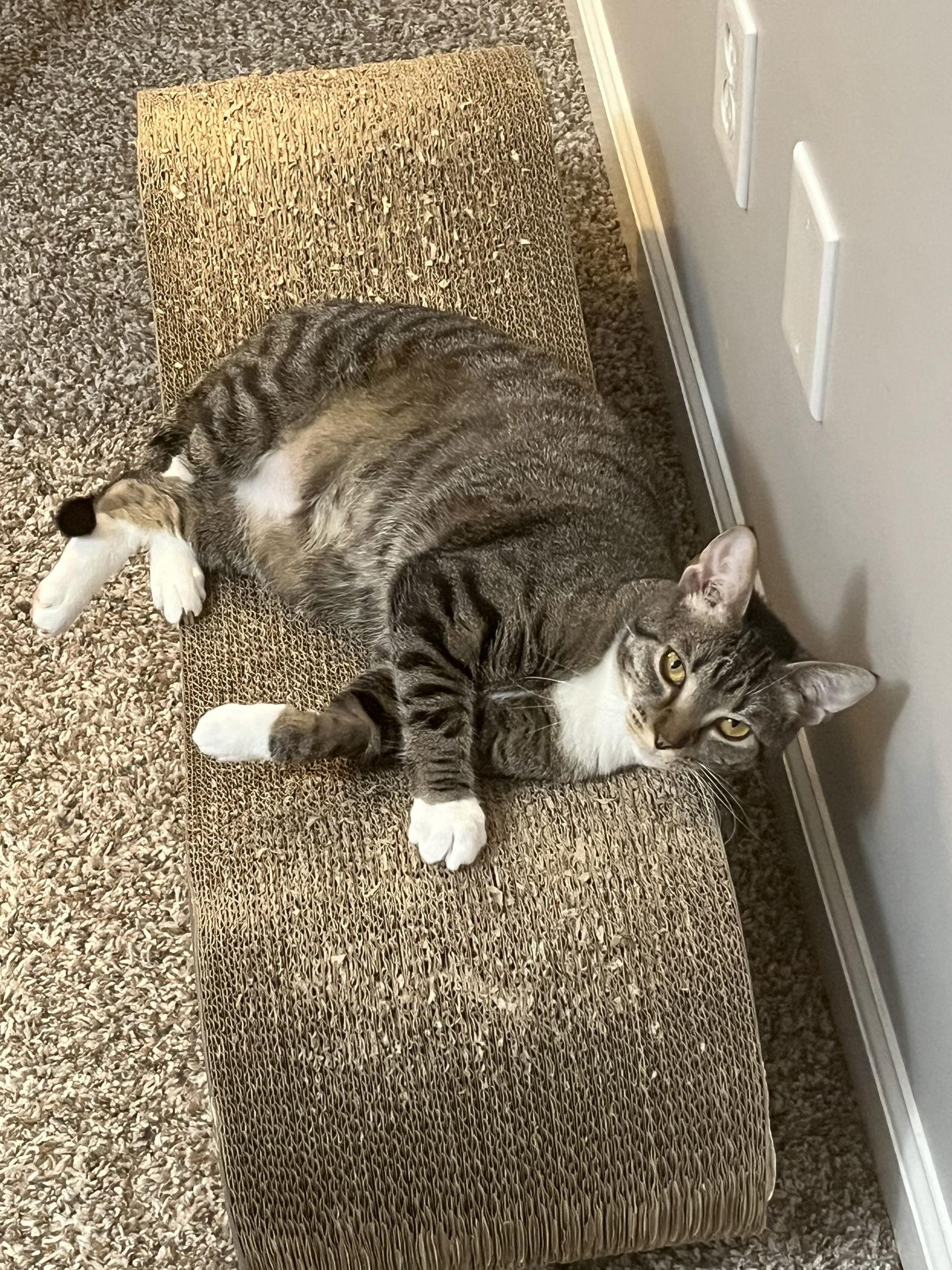 Carbonara, Adoptable, Young Female Domestic Short Hair & Tabby.