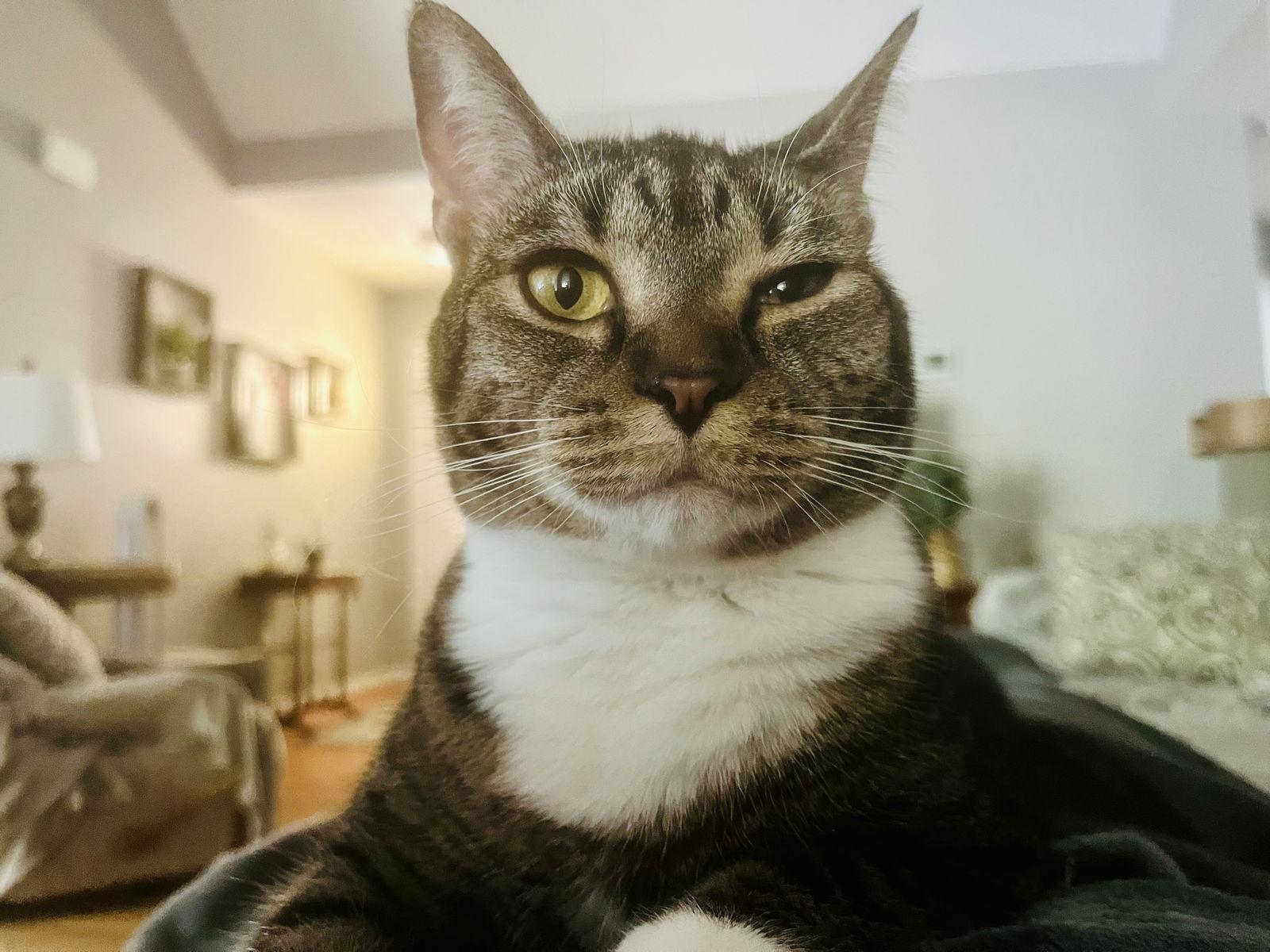 Carbonara, Adoptable, Young Female Domestic Short Hair & Tabby.