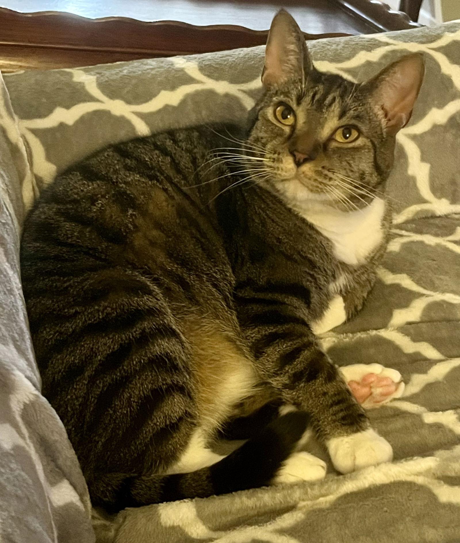 Enlarge Carbonara, a Adoptable mixed breed in Lexington, SC image 3/3