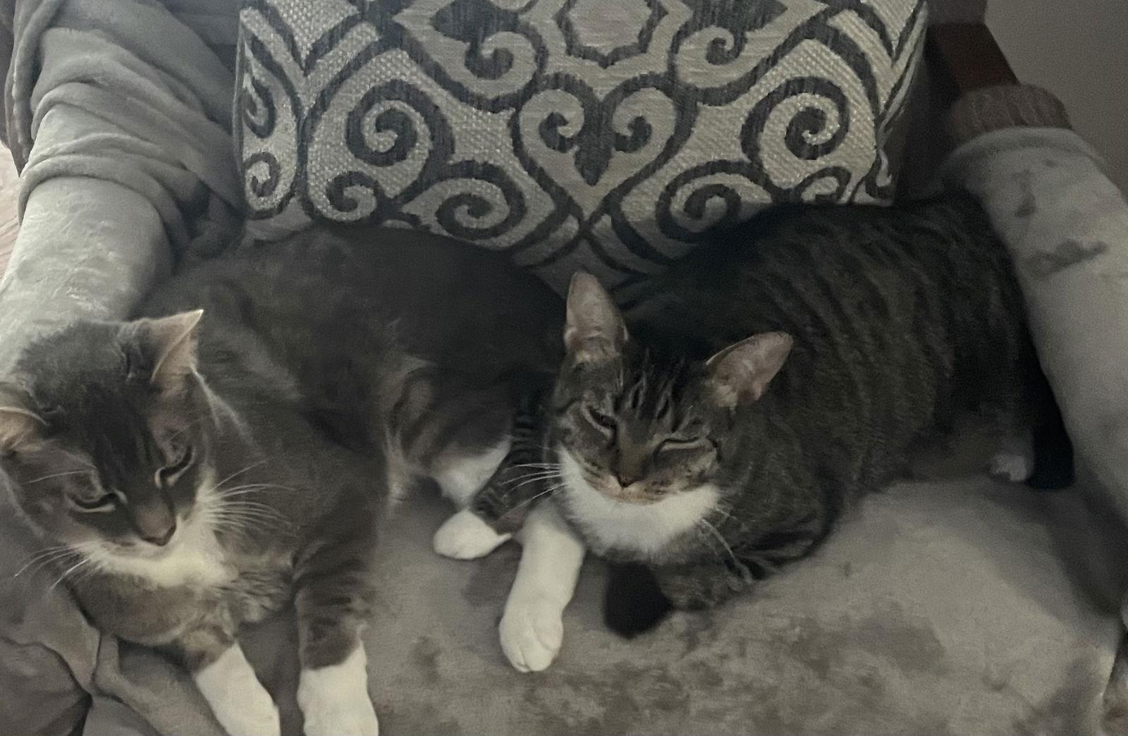 Carbonara, a Adoptable mixed breed in Lexington, SC image 2/3