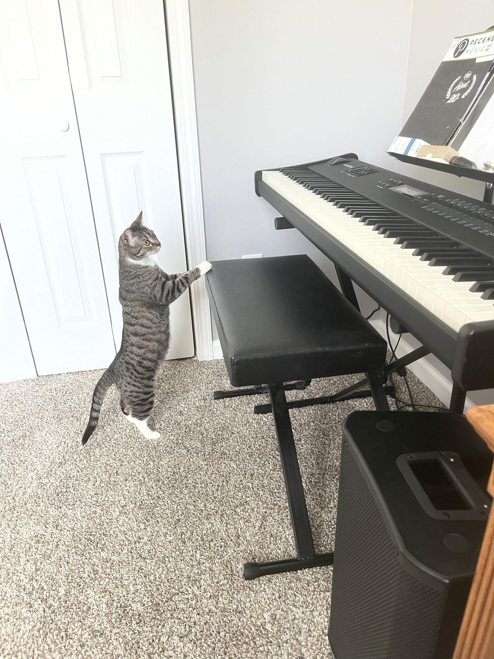 Carbonara, a Adoptable mixed breed in Lexington, SC image 3/3