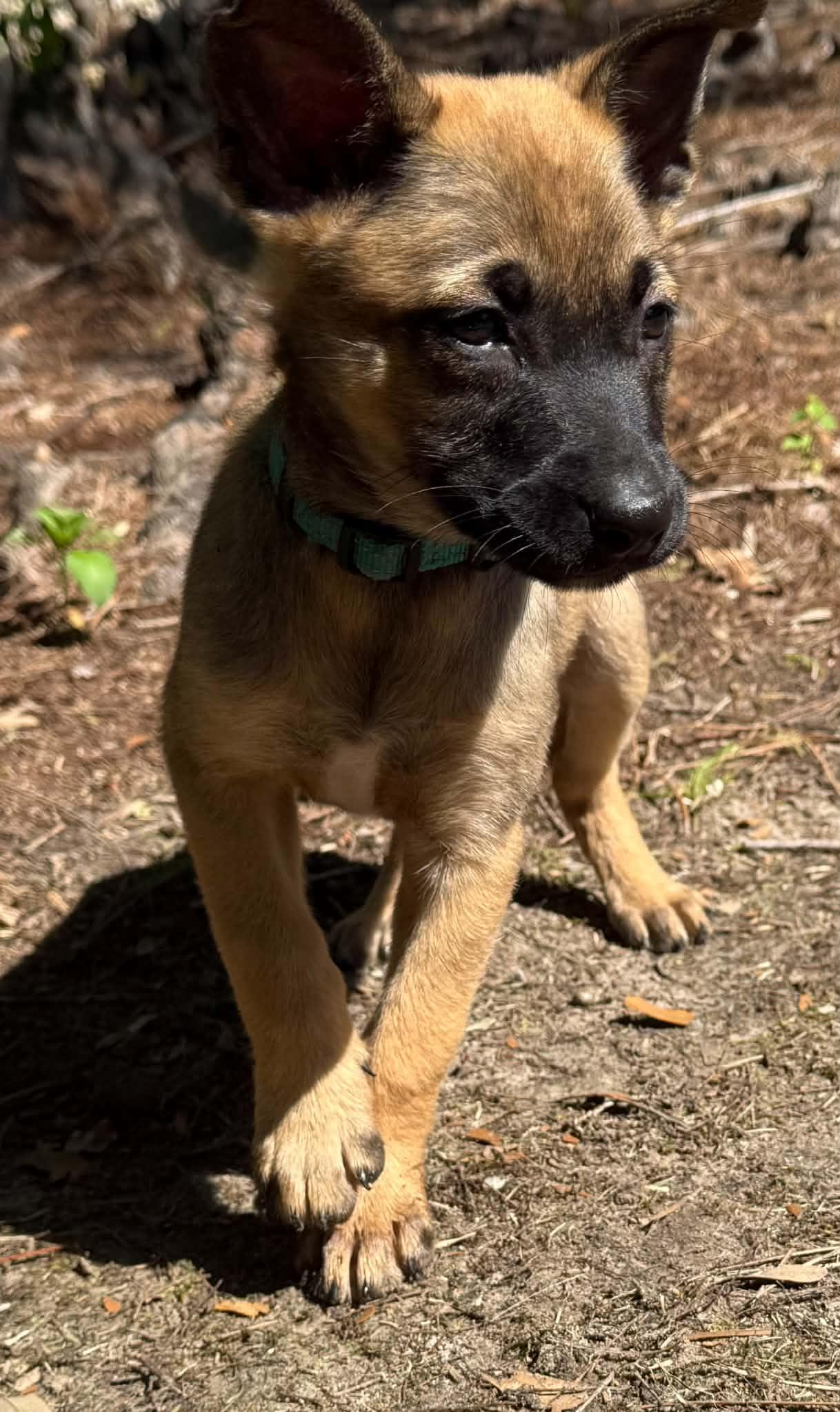 Ava Claire , an adopted mixed breed in Southington, CT image 2/6