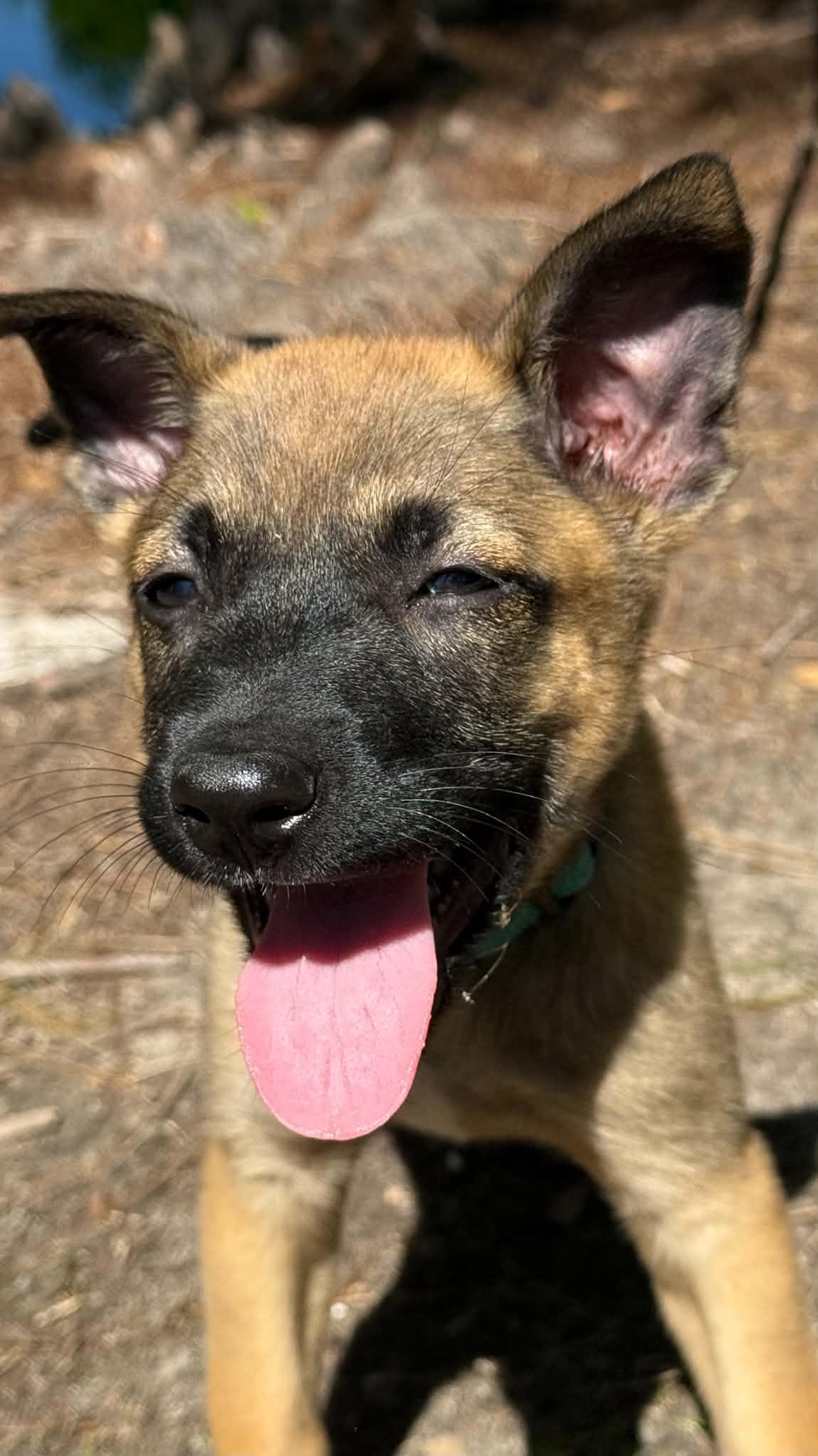 Ava Claire , an adopted mixed breed in Southington, CT image 4/6