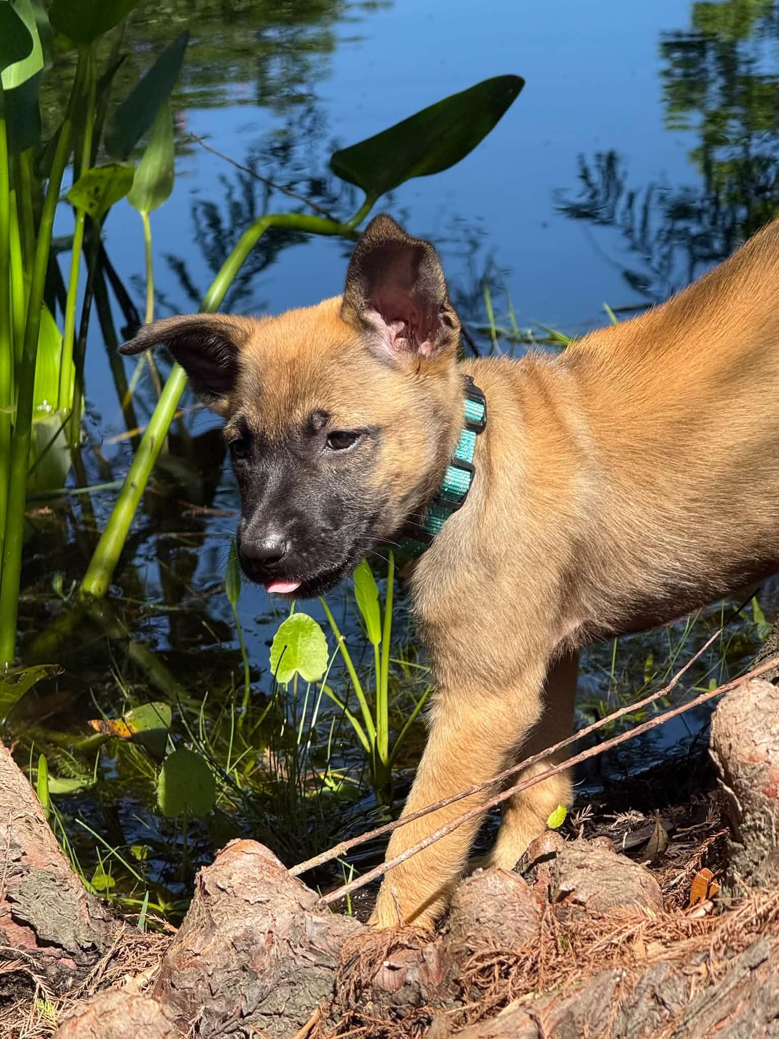 Ava Claire , adopted, Puppy Female German Shepherd Dog.