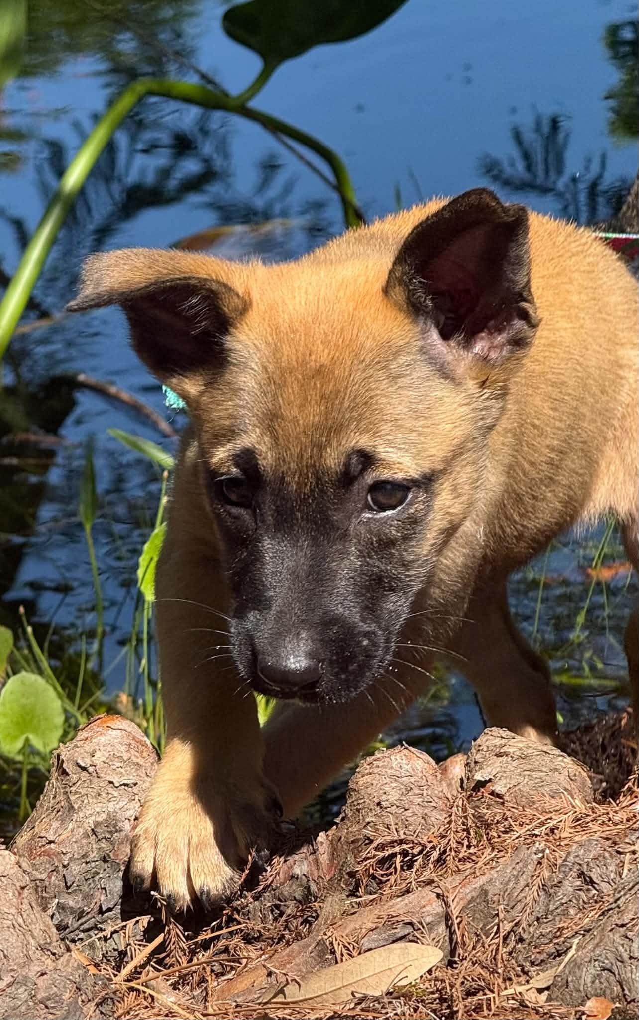 Ava Claire , an adopted mixed breed in Southington, CT image 6/6