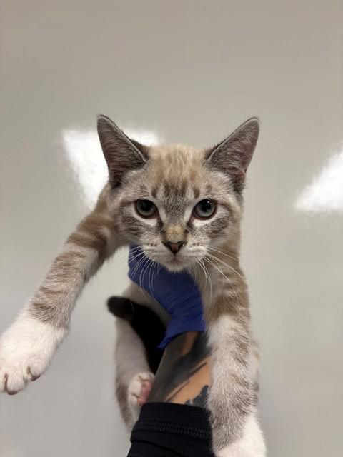 KITTY - ADOPTION PENDING, Adoptable, Young Female Domestic Short Hair.