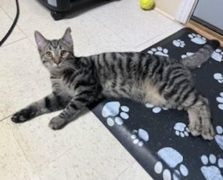 Pippin, Adoptable, Adult Male Domestic Short Hair & Tabby.