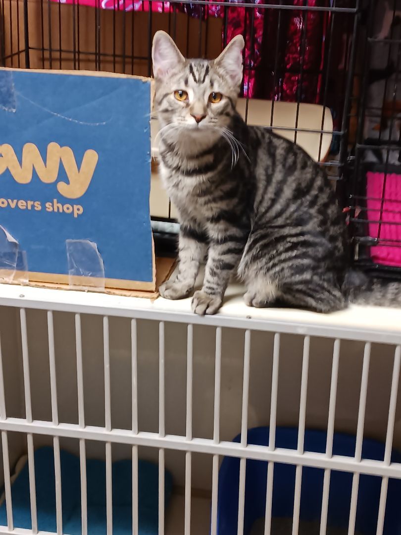 Pippin, a Adoptable mixed breed in Delta, CO image 2/2