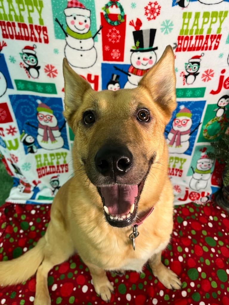 Enlarge Clara, a Adoptable Shepherd in Brookings, OR image 1/3